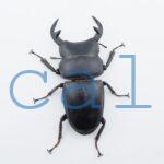 Dorcus grandis grandis2