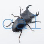 Dorcus grandis grandis2