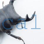 Dorcus grandis grandis2