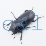 Dorcus grandis grandis2