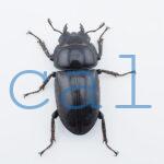 Dorcus grandis grandis2