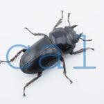 Dorcus grandis grandis2