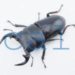 Dorcus grandis grandis3
