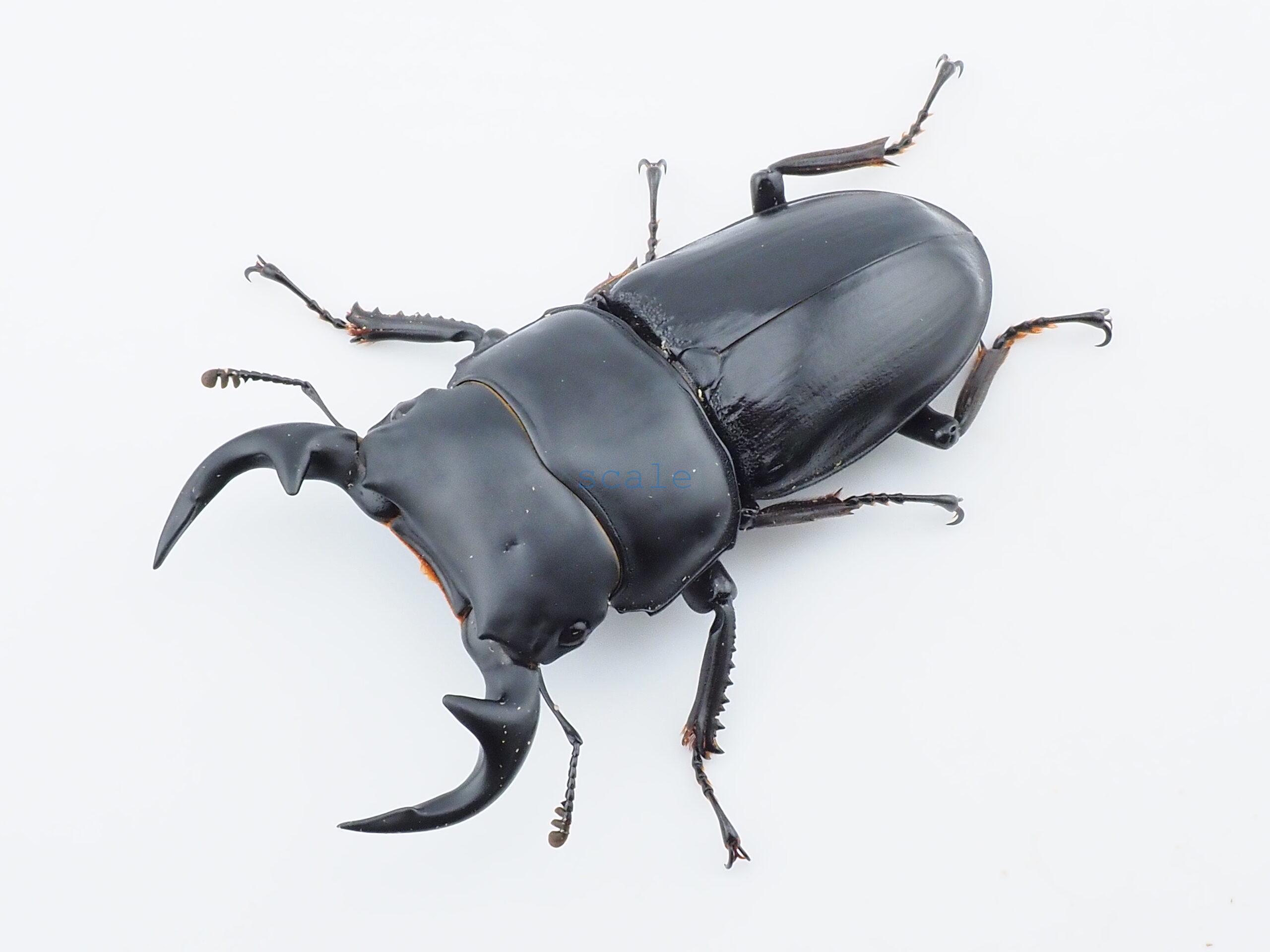 Dorcus grandis grandis3