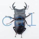 Dorcus grandis grandis3