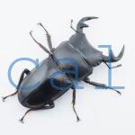 Dorcus grandis grandis3