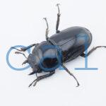 Dorcus grandis grandis3
