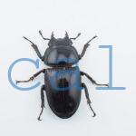 Dorcus grandis grandis3