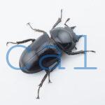 Dorcus grandis grandis3