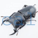 Dorcus grandis grandis4