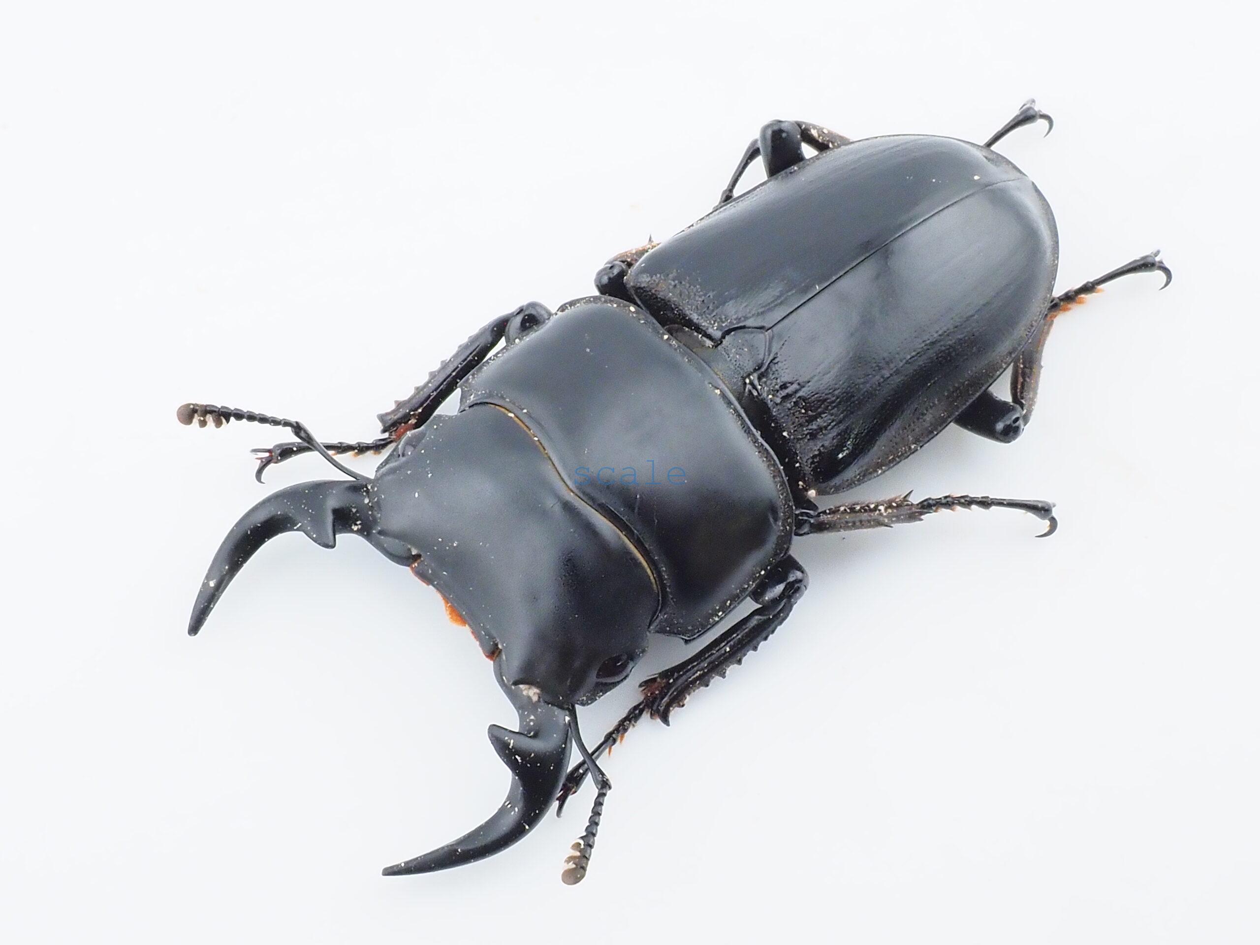 Dorcus grandis grandis4
