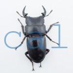Dorcus grandis grandis4