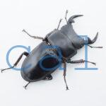 Dorcus grandis grandis4