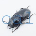 Dorcus grandis grandis4