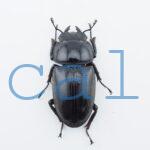 Dorcus grandis grandis4