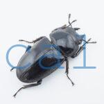 Dorcus grandis grandis4