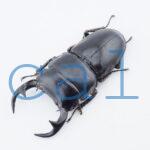 Dorcus curvidens curvidens2