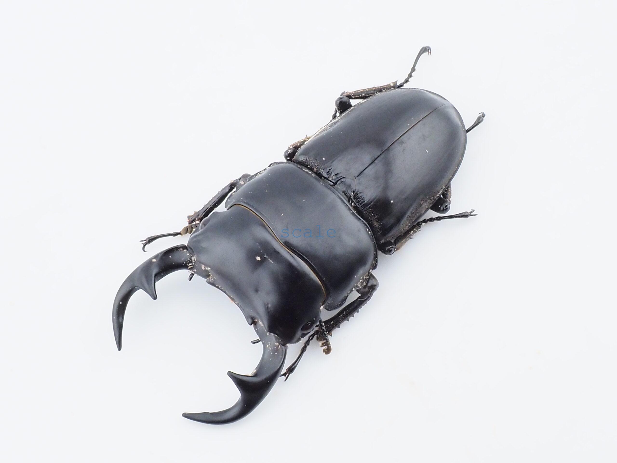 Dorcus curvidens curvidens2