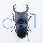 Dorcus curvidens curvidens2