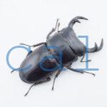 Dorcus curvidens curvidens2