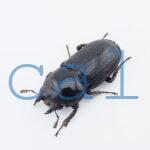 Dorcus curvidens curvidens2