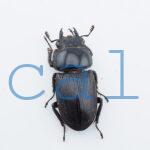 Dorcus curvidens curvidens2