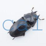 Dorcus curvidens curvidens2