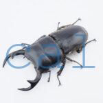 Dorcus curvidens curvidens1