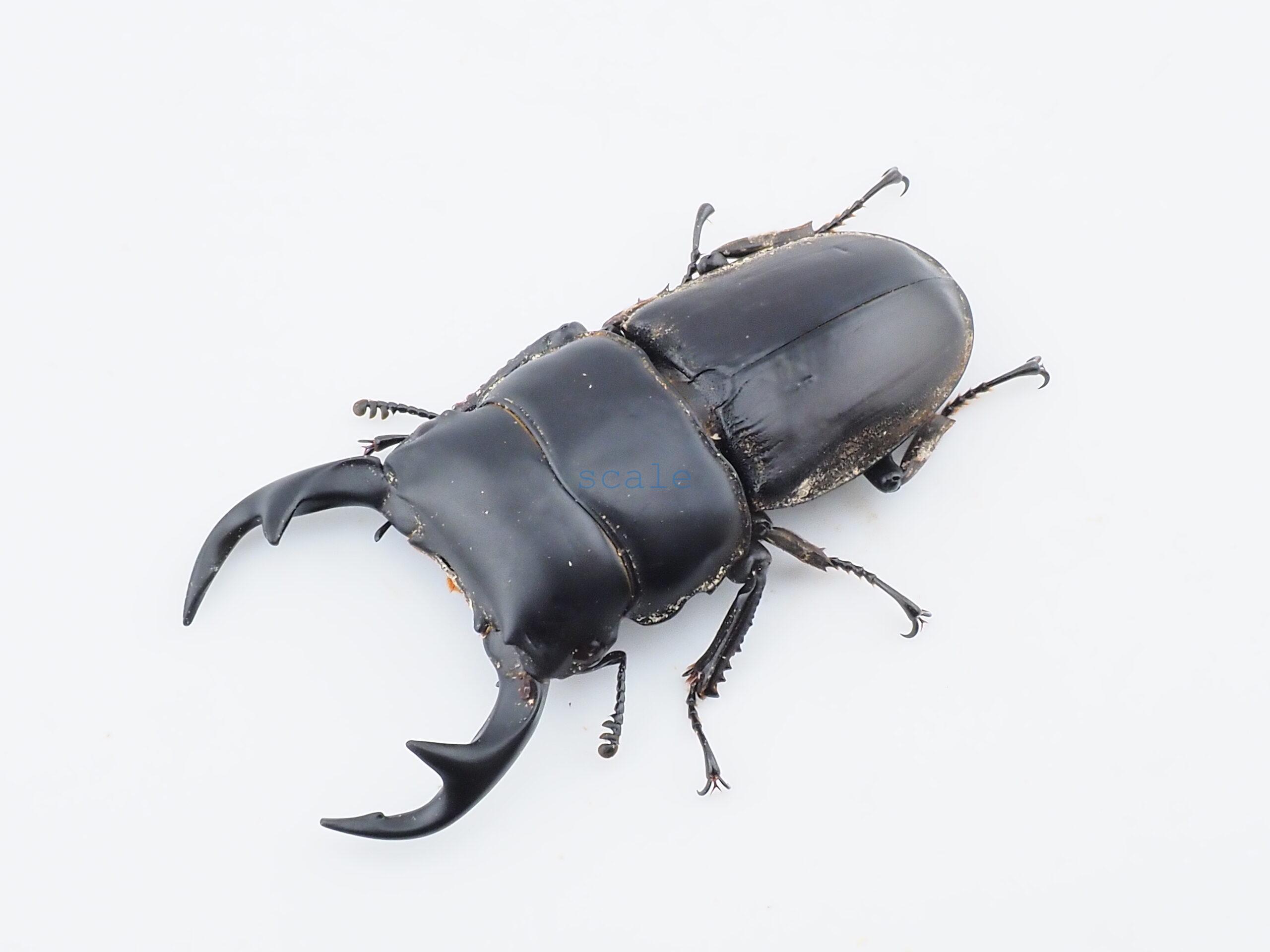 Dorcus curvidens curvidens1
