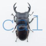 Dorcus curvidens curvidens1