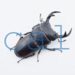 Dorcus curvidens curvidens1