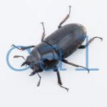 Dorcus curvidens curvidens1