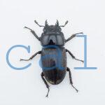 Dorcus curvidens curvidens1