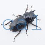 Dorcus curvidens curvidens1
