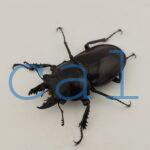 Neolucanus insulicola insulicola1