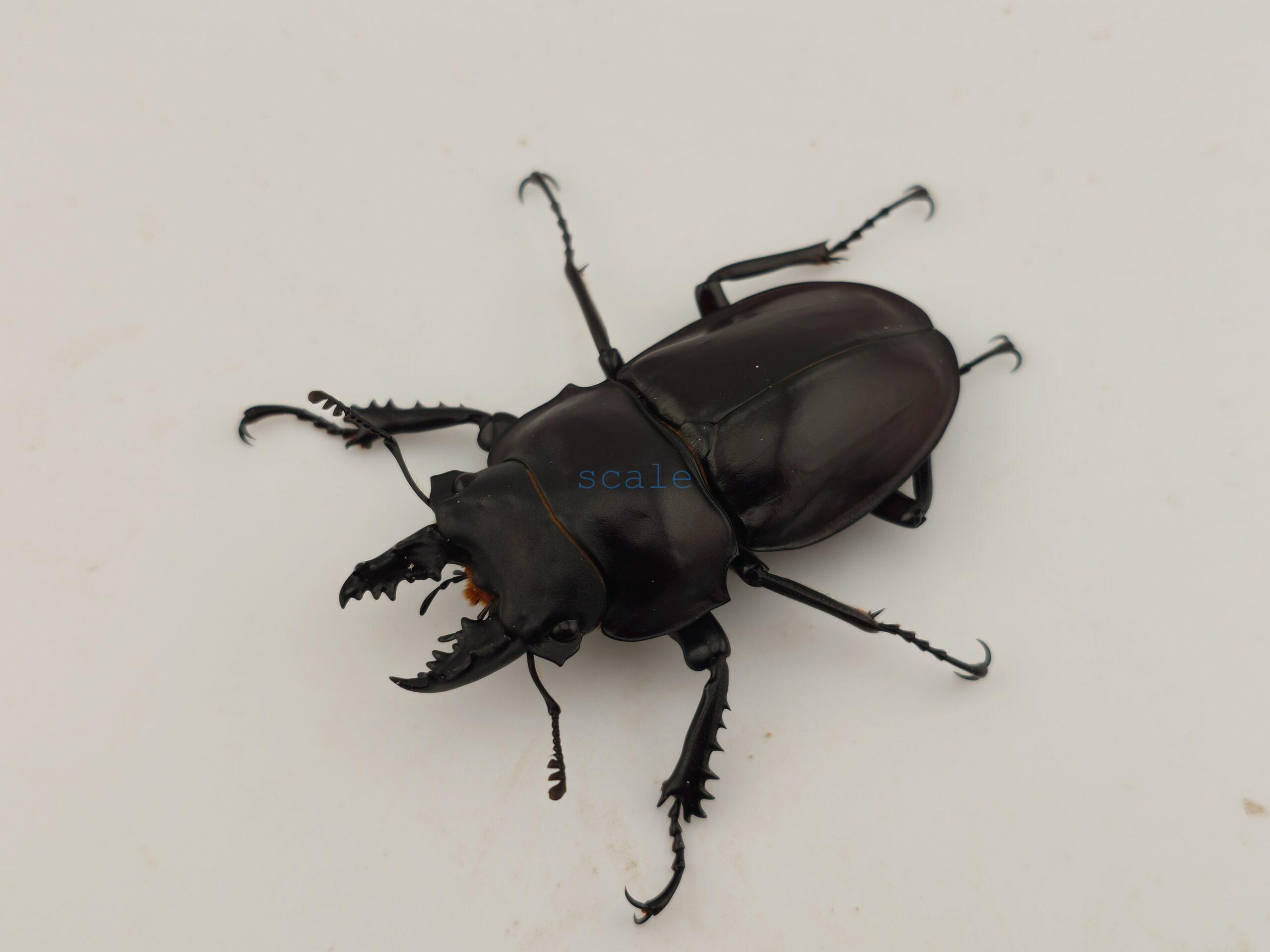 Neolucanus insulicola insulicola1