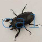 Neolucanus insulicola insulicola1