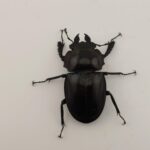 Neolucanus insulicola insulicola1