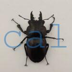 Neolucanus insulicola insulicola1