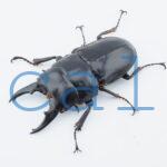 Prosopocoilus hasterti hasterti 