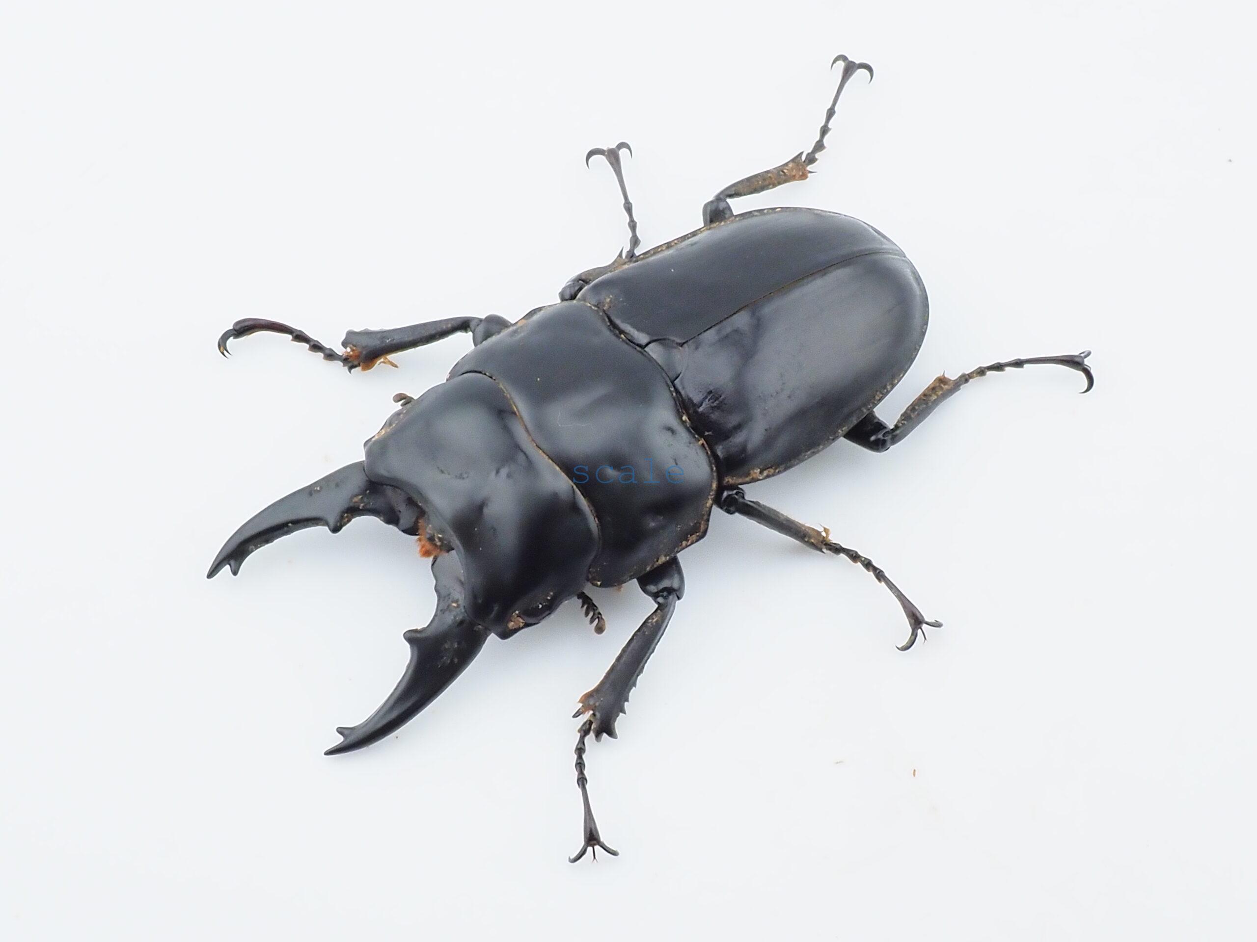 Prosopocoilus hasterti hasterti 