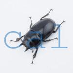 Prosopocoilus hasterti hasterti 
