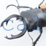 Odontolabis Salavan 6