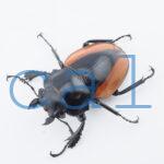 Odontolabis Salavan 6