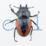 Odontolabis Salavan 6
