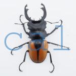 Odontolabis Salavan 4