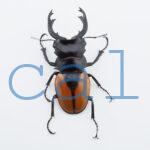 Odontolabis Salavan 8