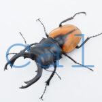 Odontolabis Salavan 7