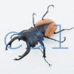 Odontolabis Salavan 9