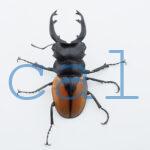 Odontolabis Salavan 9